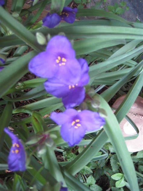 Annual herb rarely reaching half a meter in height. Purple Spring Flowers | Flowers Forums