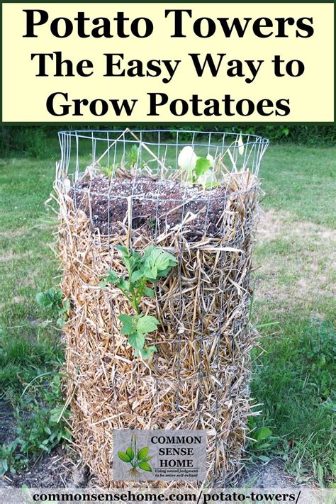 The Easy Way To Grow Potatoes In Your Garden Is By Using Straw Bales