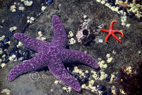 Ochre Star Pisaster Ochraceus Blood Starfish Henricia Leviuscula Bc