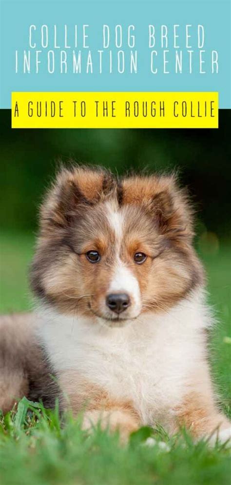 Collie Dog Breed Information Center A Guide To The Rough Collie
