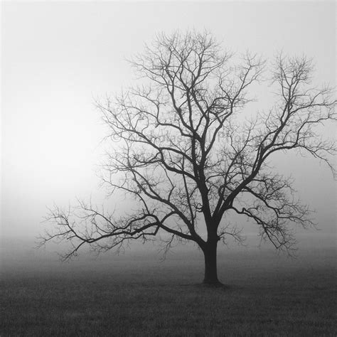 Black And White Photography Tree Print Tree Photography