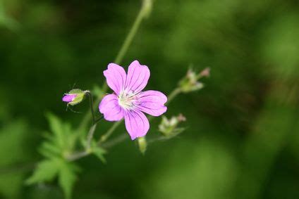 Flowers may be more white or more purple. Annual Flowers That Grow in Pennsylvania | eHow | Annual ...