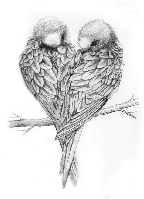 Drawings Of Love Birds Love Birds Drawing Love Birds