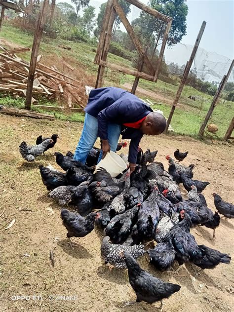 Poultry Farming In Kenya Reasons To Start A Chicken Farm