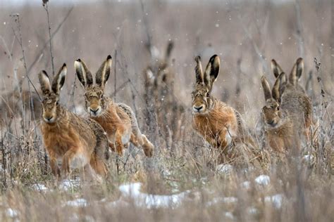 Let Hare Be Snow Adorable Hares Play Together In The Snow