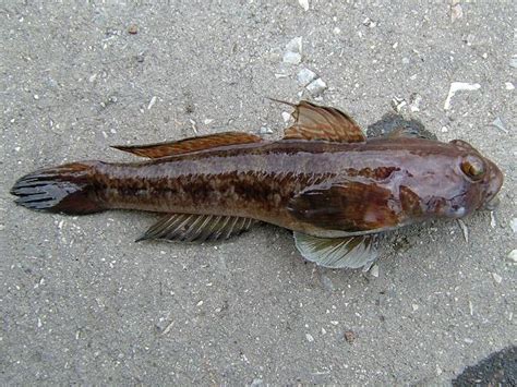 Gobius Niger Black Goby Rockpool Fish Images