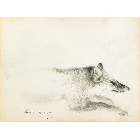 Fox 1957 Pencil On Paper Andrew Wyeth Sketches Wyeth