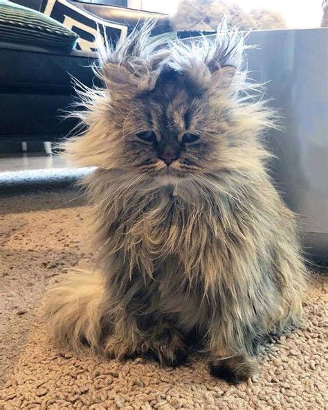 Cute Bed Head Cat Funny Cat Pictures Cute Cats Funny Animals