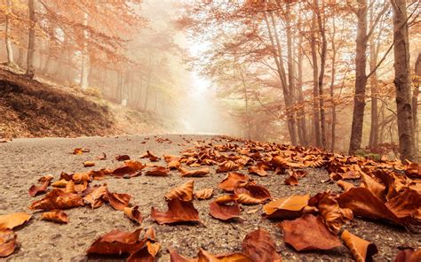 3840x2400 Leaves Fall On Road 4k Hd 4k Wallpapers Images Backgrounds
