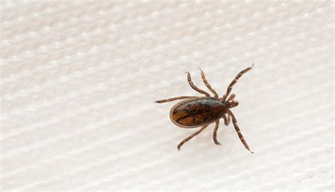 Tick Caused Meat Allergy On The Rise In The United States Infectious