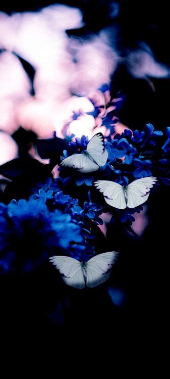 Wallpaper Blue Butterfly Blue Dark Blue Butterfly Yellow Butterfly