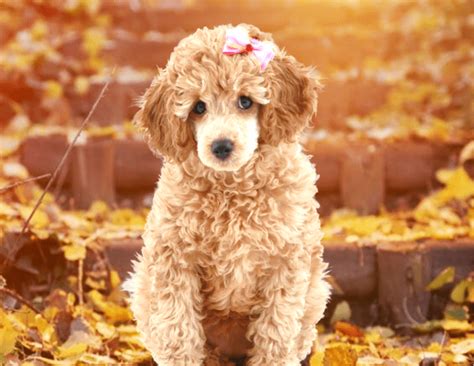 Poodle Dog Breed Information Facts And Characteristics Hubpages