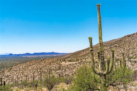 Mount Lemmon View Saguaro Blooming Cactus Houses Tucson Arizona Stock