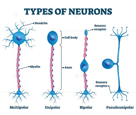 Types Of Neurons Vector Illustration Vectormine