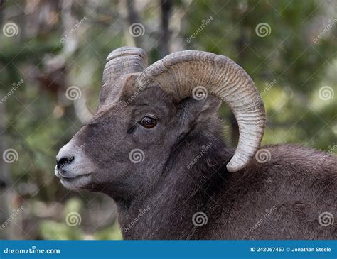 Big Horn Ram In Woods Stock Image Image Of Headshot 242067457