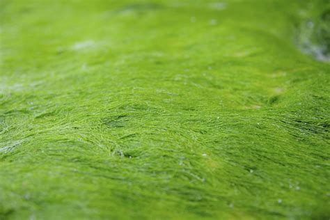 Types Of Algae Biology Wise