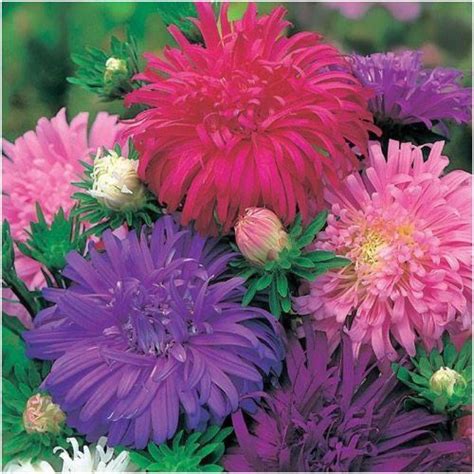 Ostrich Feather China Aster Seeds For Planting Callistephus Chinensis