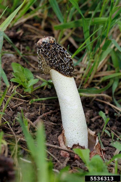 Stinkhorn Mushroom Phallus Impudicus Phallales