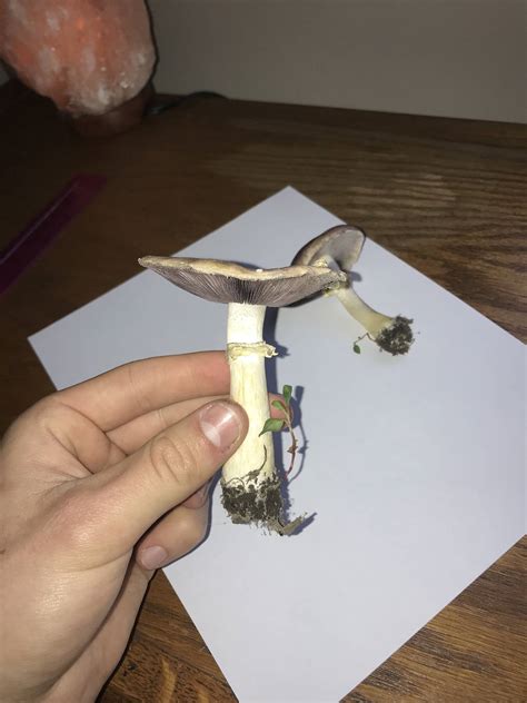 Id Request Ohio Mushroom Hunting And Identification Shroomery