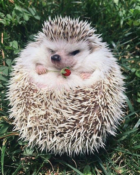 These Adorable Hedgehogs Dont Have A Care In The World I Can Has