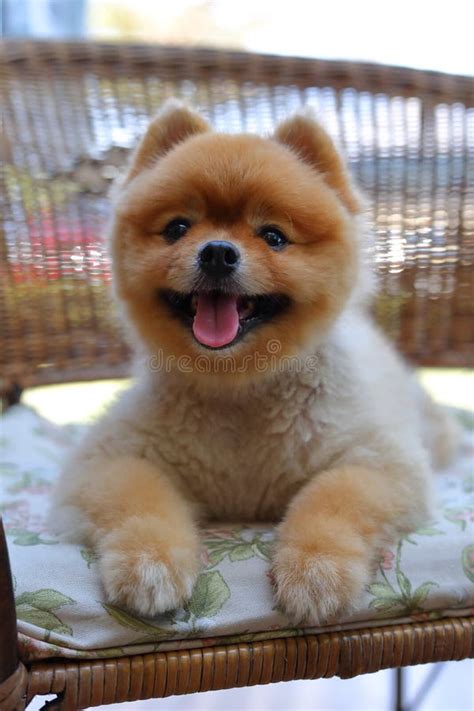 Cute Brown Pomeranian Dog Animal Fluffy Small Pet Happy Smile Friendly