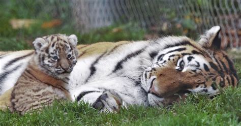 Rare Sumatran Tiger Cub Born At Zsl London Zoo