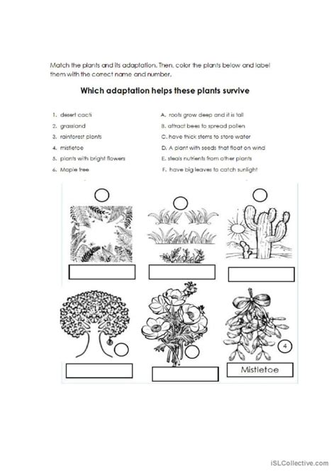 Plants Adaptation English Esl Worksheets Pdf And Doc