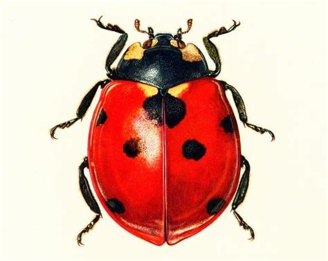 1960 Vintage Ladybug Print Illustration Ladybird Insect Etsy Home