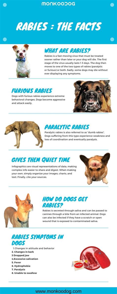 Animals That Give Rabies Anlma
