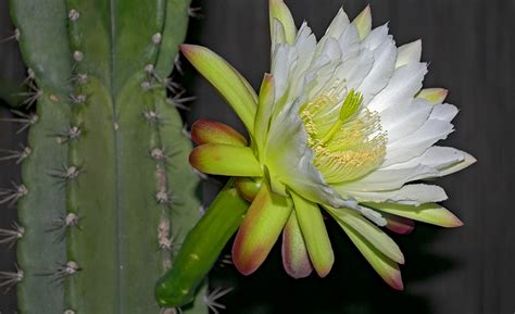 Tips on starting a night blooming cereus? Types of Cactus Plants - The Home Depot