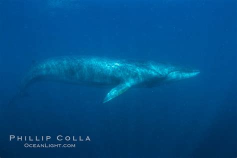 Fin Whale Underwater Balaenoptera Physalus 27593