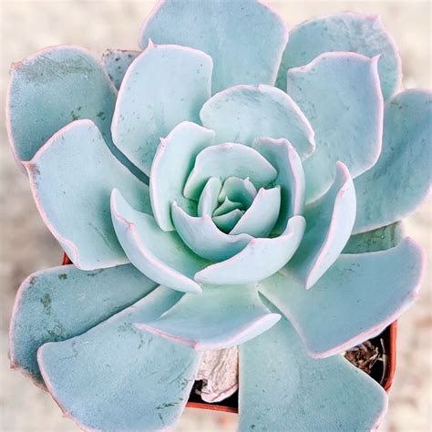 Echeveria Pallida 🌱 Th Suculentas