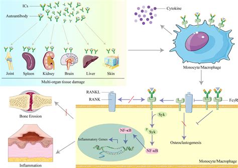 Frontiers The Role Of Organ Deposited Igg In The Pathogenesis Of