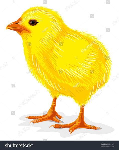 Little Yellow Chicken Isolated On White Vector Illustration 71512909
