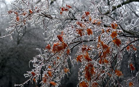 A Tree Covered With Ice Wallpapers And Images Wallpapers Pictures
