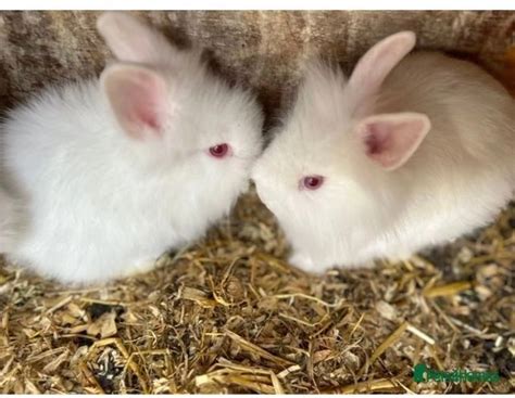 Pure Double Maned Lionhead Rabbits Ilford Pets4homes