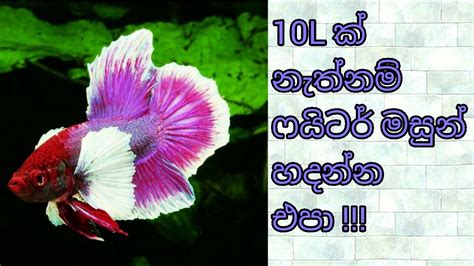 ෆයිටර් මාළු Betta Fighter Fish In Sinhala Youtube
