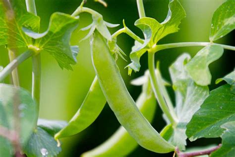 Growing Sugar Snap Peas Bbc Gardeners World Magazine