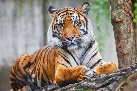 Beautiful Rare Sumatran Tiger Is A Rare Tiger Subspecies That Inhabits