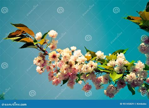 Spring Pink Cherry Blossoms With Blue Sky Background Stock Image