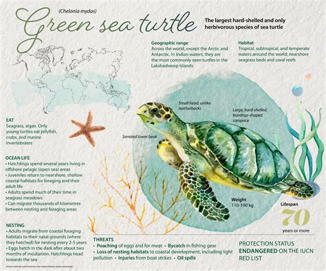 Green Sea Turtle Facts Habitat Ocean Life Roundglass Sustain