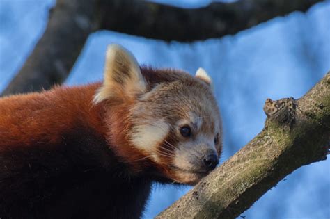 Rote Pandas Gibts Auch In Weißblau Red Pandazine