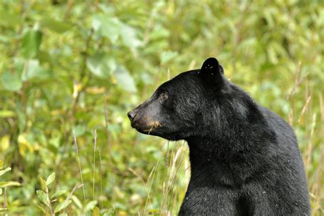 Bear Bones Maines Black Bear Biologists Among Nations Elite — The