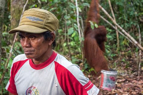 Orangutans In Borneo Visiting Camp Leakey In Kalimantan Indonesia