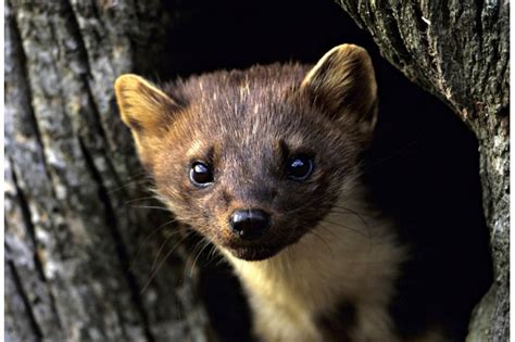 Pine Marten Facts And Guide How To Id Where To Spot And More