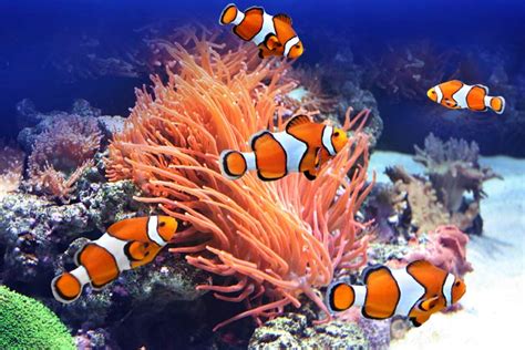 15 Fascinating Clownfish Facts And Information For Kids