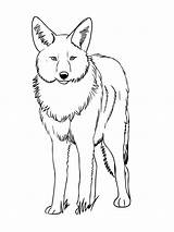 Coyote Coloring Pages Printable Kids Color Print sketch template