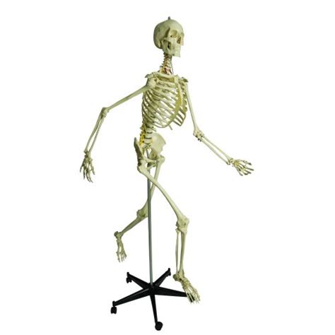 Anatomical Physiological Model Skeleton Sports Supports Mobility