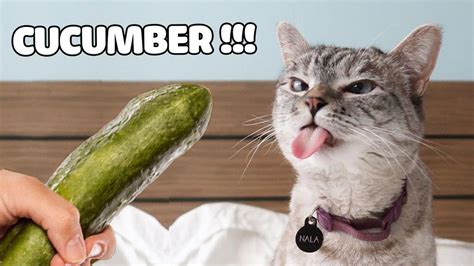 Cats Reaction Funny Cats Scared Of Cucumber Expectation Vs Reality