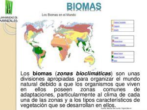 Cuadros Comparativos Tipos De Biomas Qu Son Cuadro Comparativo